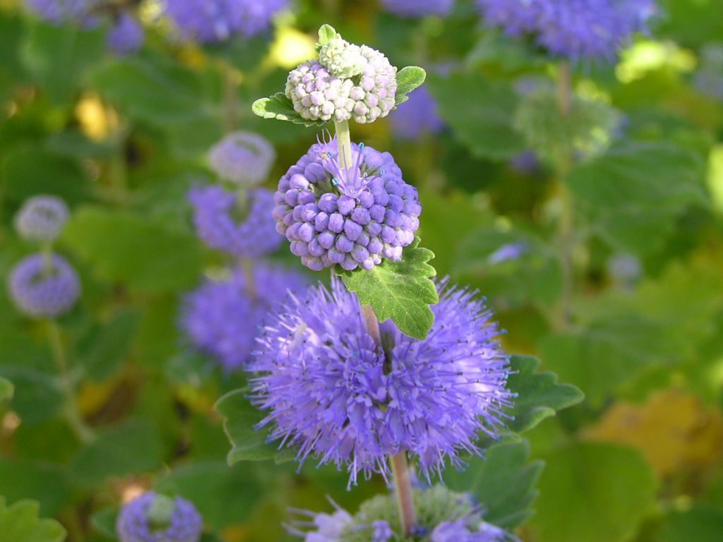 幸運を呼ぶ花 段菊 の浄化開運パワーで 悪い気を追い払い 良い気を呼び寄せる 超開運 おまじない 強力 霊符 壁紙のブログです 護符 霊符 簡単強力おまじない 待ち受け画像で開運 幸運 招福